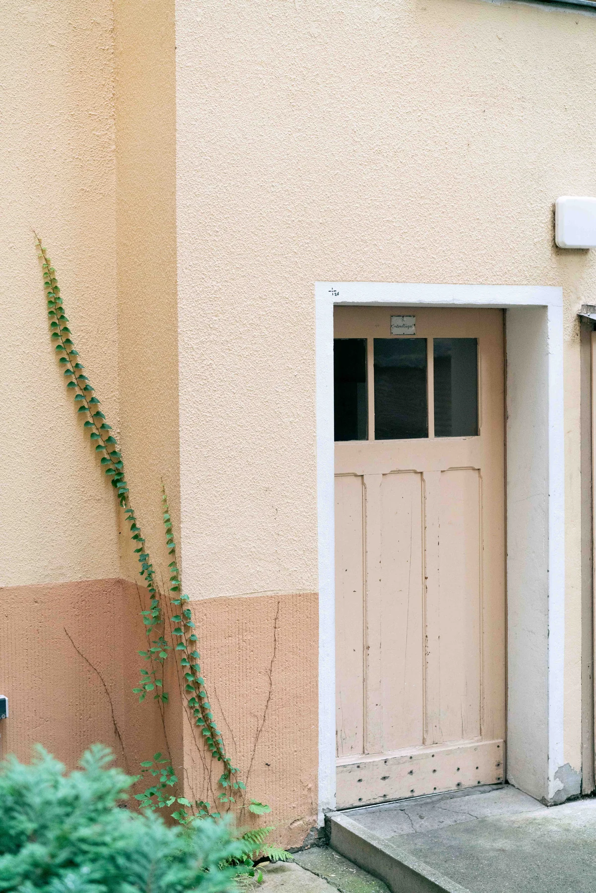 A pale wooden back door in a Berlin courtyard, with plants growing up around the threshold.